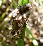 Syngrapha circumflexa